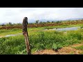 The canal going to Tzuru about 6 months after it was dredged