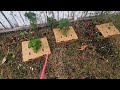 Vegetable Garden Tour 2024