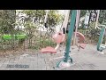 Taman Slamet Kota Malang || Surga Tersembunyi di Tengah Kota