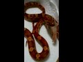 Snake Feeding Part 3