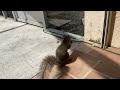 Squirrel takes food from my hands.