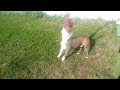 AMERICAN BULLY  CHICO SPRING POLE