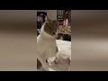 The Funniest Animals 2024 😹 Collection Video Best Funny Animals #1