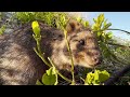 The Quokka - The Happiest Animal on Earth!