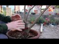 Kojo no mai (Fuji Cherry) first prune for bonsai