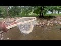 So Many Big Trout!! Creek Fishing After The Rain Storm 7 / 18 / 2024