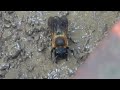 Sculptured Resin Bee (Megachile sculpturalis) Gathering Mud for nest, Alexandria, Va, July 12, 2019