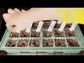 Growing Plants Seed to Harvest 4K Time Lapse Compilation (~3 Years)