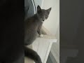 cute cat video