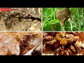 BELAJAR NAMA HEWAN SERANGGA BAHASA INDONESIA - INGGRIS | NAMES OF INSECT LEARN ANIMALS NAMA BINATANG