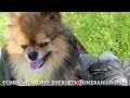 Cute dogs having fun with car shoutout for gifts #shorts #cute #dogs #hendopomeranianpuppy