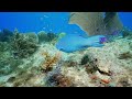 DAILY OCEAN MEDITATION  - Underwater Exploring - Barracuda Nurse Sharks and Coral Reef Scenes