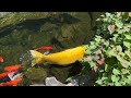 Shih Tzu Doing Well for 15 🙌🏻 | Adorable Lacey Dog 🥰 | Koi & Goldfish Thrive in Backyard Pond 🐟