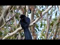 #51 Bird Calls/Songs/Sounds~Pacific (Eastern) Koel~Storm/Rain Bird~Backyard Birds Singing