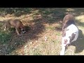 Alapaha Blue-Blood Bulldog puppies