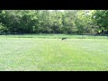 Playing at the Dog Park - Clip One