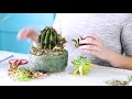 Stretched Out Succulents: The cause and fix