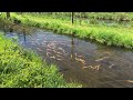 Dam med guldørreder / Forellenteich mit Goldforellen / Trout pond vith golden trout