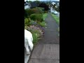 Crystal the Cat goes for a walk