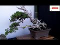 Bonsai ll International Orchid Exhibition in Batu