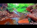 PEACEFUL BABBLING BROOK AND BIRDSONG: ULTIMATE FOREST STREAM RELAXATION, ASMR