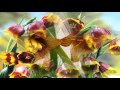 Fritillaria flowers (HD1080p)
