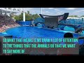 Seaworld Killer Whale Show Goes Wrong