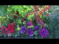 Christmas decorated flowerbeds at University Village, Seattle - next to Apple Store video clip 2
