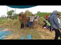 TRADITIONAL RICE HARVESTING IN KARANG BINANGUN VILLAGE, SOUTH SUMATRA