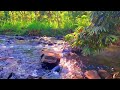 EARLY MORNING SOUNDS OF STREAM AND BIRDS | BEAUTIFUL FOREST ATMOSPHERE, ASMR RELAXING NATURE