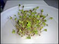 Timelapse - Radish Microgreens With No Soil