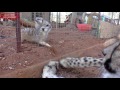 African Cheetah Versus Meerkats | Big Cat Gets Small Animal to Groom Him & Then Purrs | Loves It