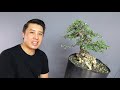 Making an Olive Bonsai Tree - Wiring and Pruning