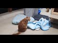 (March 11, 2020)  Washing the cat so briefly ~ Please, just only the feet ..