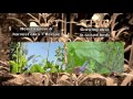 How To Grow Okra (Clemson Spineless) In Raised Beds