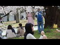 東京お花見散歩　強風の代々木公園で桜を愛でる　明日から外出自粛　桜も見納めか　2020/3/27 19