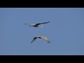 Sandhill Cranes in flight with call