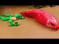 Stop Motion ASMR - Koi Fish Hunting Pink Catfish | Colorful Koi Fish | Primitive Cooking Experiment