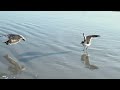 Seagulls FIGHT it out over Catch du Jour… See who triumphs 🐦