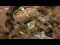 Sind Kreuzspinnen giftig? | OLI's Wilde Welt | SWR Kindernetz