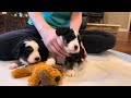 Molly/Jax miniature bernedoodle puppies (yellow, red collars) 4 weeks old!