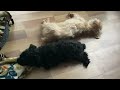 Amore joins her love Joey on the floor to nap and then changes her mind at the end of the video 🤣🐶🥰🐶