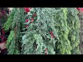 🎄2023 CHRISTMAS IN JULY AT HOBBY LOBBY PART 2 | CHRISTMAS DECOR HOBBY LOBBY 2023 SHOP WITH ME