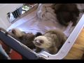 The Funniest Baby Sloth Video Ever!!!