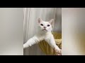 Try Not To Laugh 🤣 New Funny Cats And Dog Video 😹 - Just Cats Part 44