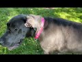 Ellie our Great Dane: I am bigger than last year Just watch