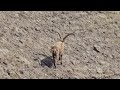 surprising CLOSE ENCOUNTER with a majestic Ibex (Surselva, Switzerland)