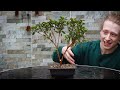 How to Make Bonsai from Azalea🌸*EASY*