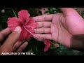 How to Prune a Hibiscus Plant For More Growth & Blooming? - Hibiscus Plant Pruning GUIDE...