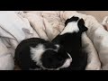 2 week old (Welsh) border collies learning to play fight